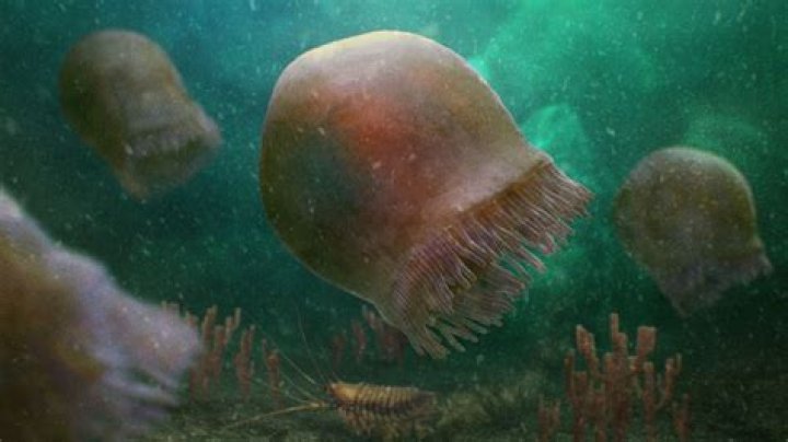 300 Million-Year-Old 'Jellyfish' Fossil Is Actually A Sea Anemone