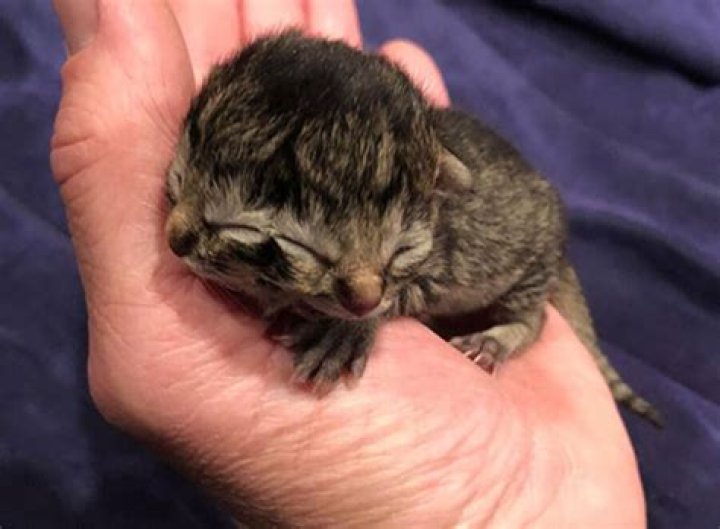 Meet Biscuits and Gravy, The Tiny Tabby Born With Two Faces