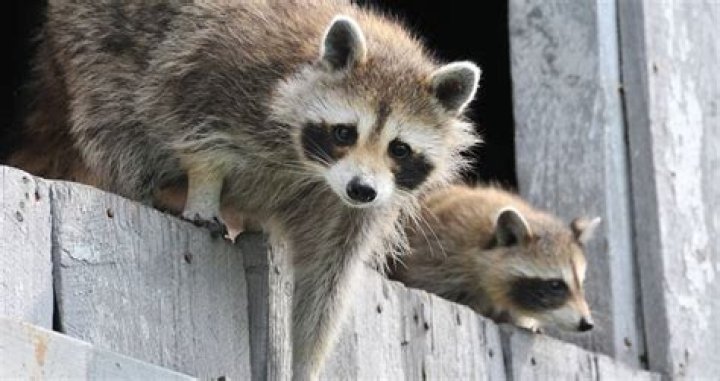 Two Raccoons Break Into A California Bank — To Steal Cookies